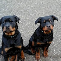 Rottweiler vermist -> terecht