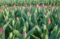 Uniek in Stokkum – Opening tulpenpluktuin