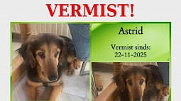 Hond Astrid nog steeds zoek !! HELP MEE ZOEKEN